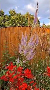 Perennials for Bees and Pollinators | Veronicastrum and Eryngium | Plants to Grow for Bees