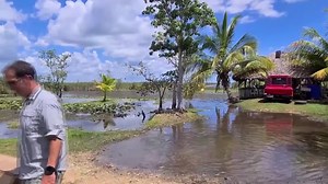 725K views · 1.8K reactions | Cuban crocodiles are a critically endangered species and have the smallest natural habitat left of any living crocodile species, due to illegal hunting and hybridization with American crocodiles https://reut.rs/3cTliis | Reuters | Facebook