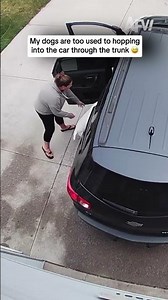 Wait for it... the trunk is CLOSED! 😂 #dogfails #funnyvideo #fail
