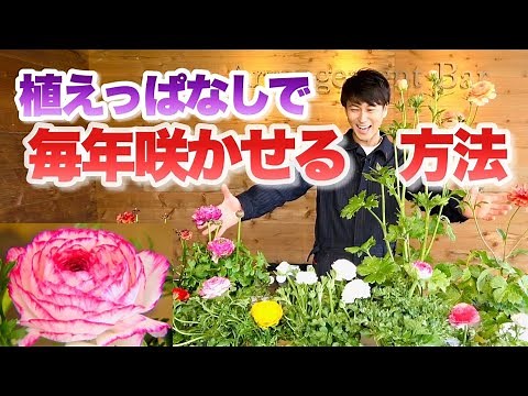 [Spring recommendation!] The gorgeous flowers are a highlight [Ranunculus] [How to grow]