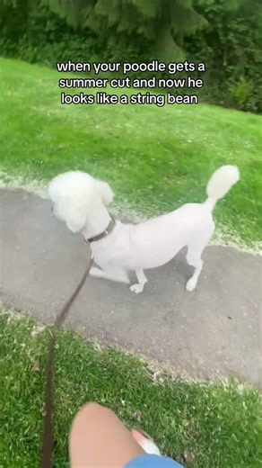 a niche experience only poodle owners will understand 🫠 #standardpoodle #summercut #doggrooming