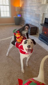 Furkids had some fun putting up our Charlie Brown Tree 🎄🐵 how long will it last ?🤔😂 | Keke The Spider Monkey