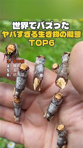世界でバズった! ヤバすぎる生き物の擬態TOP6