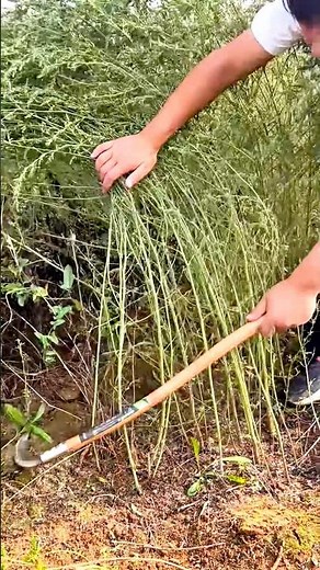 How to Cut Back Asparagus Ferns for Winter #shorts