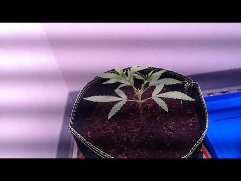 Cannabis Grow Guide | Episode 3 | Showing How to top your cannabis plant
