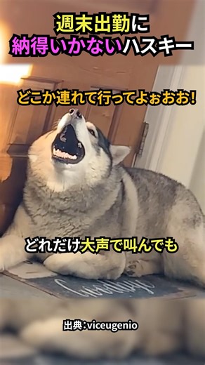 Husky not happy about working on weekends #dog #dogvideo #lifewithdogs