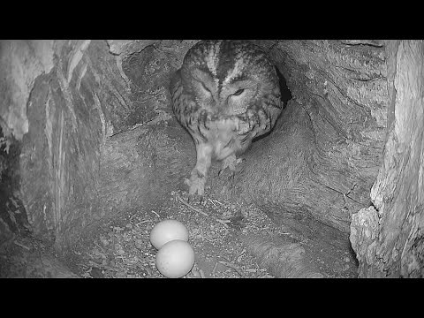 Brooding Facts: How Tawny Owl Keeps Her Eggs Warm | Live Q&A | Discover Wildlife | Robert E Fuller