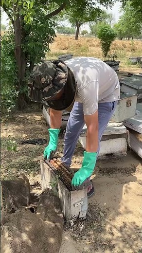 Honey Bee Keeping Farming in India M:7665264518 #shortsvideo