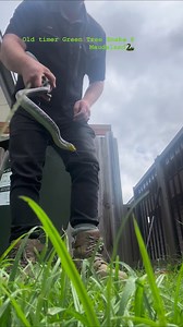 1.1K views · 22 reactions | Lovely “chubby old Green Tree Snake” from Maudsland #hudsonsnakecatching #maudsland | Hudson Snake Catching - Gold Coast Snake Catcher | Facebook