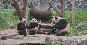 Twin giant panda cubs captured spending quality time with mom