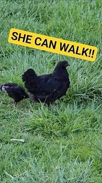 Saving a Lame Chicken: Our First Successful Leg Splint! #homesteading #backyardchickens #animalcare