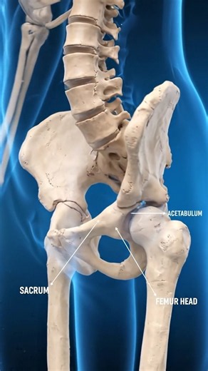 Pelvis Connects Spine to Lower Limbs - Supports Body Weight & Protects Organs | 3D Anatomy #shorts