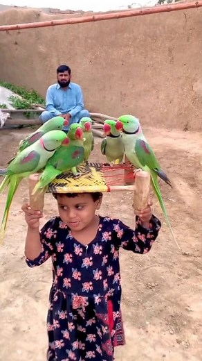 512K views · 8.7K reactions | Beautiful parrots in the world || United States Pets & Animals | parrot shorts | Facebook