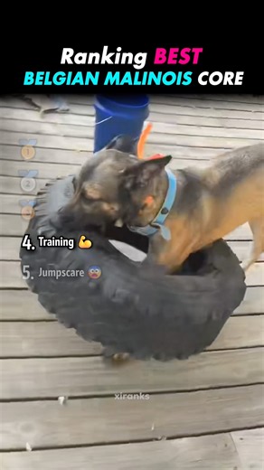 ranking best BELGIAN MALINOIS Core