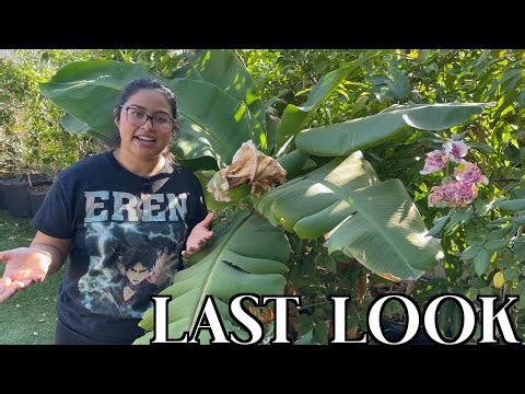 Tropical Fruit in Arizona! 🥭 (Final Tour of my Zone 9b Microclimate)