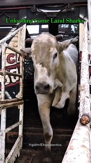 Bull Riding - Unloading Some Land Sharks #rodeo #cowboys #bullriding