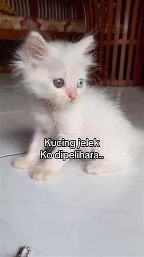 Cara Merawat Kucing dengan Baik dan Benar
