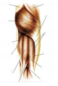 Músculos del muslo-cara posterior
