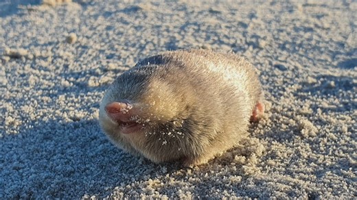 7.2K views · 290 reactions | Traces of a blind mole with iridescent...