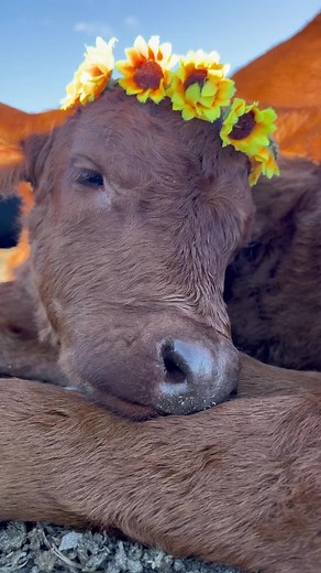 Adorable Baby Cow Snoring Compilation | Farm Life TikTok #babycows #farmlife