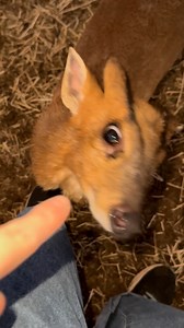 33K views · 1.7K reactions | Multiple animals are being SUS lately… #animals #farm #pets Oh also, I got a golf cart! 凉 Plus why plastic is BAD for animals  | CatAleah | Facebook