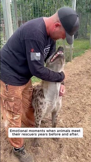 Emotional moments when animals meet their rescuers years before and after.