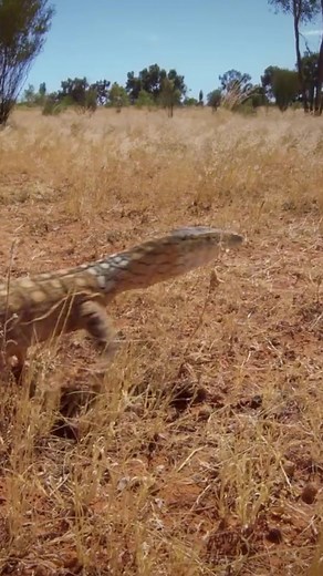 This Perentie chases a Kangaroo through the Australian plains, but is no match for the kangaroo’s top speeds over the flat lands 🦘🦎Check out the full video on Love Nature’s YouTube and Facebook! #perentie #perentiemonitor #kangaroo #australia #australianwildlife #wildlife | Love Nature