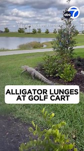 A golf cart driver’s peaceful cruise in Florida turned terrifying when he was chased by an alligator. 😨🐊⛳️ | ABC7