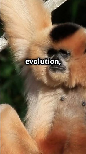 Mind-Blowing Facts About Golden Snub-Nosed Monkeys!