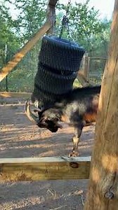 The T1000 HEAVY BAG! #feralfrank #crownfoxhabitat #farming #goat #comedy #comedyshorts