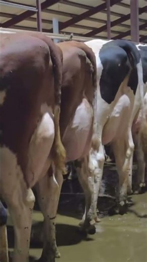 High Breed Holstein Friesian cows ||| High Milk Production #dairyherd #ireland #india #pakistan