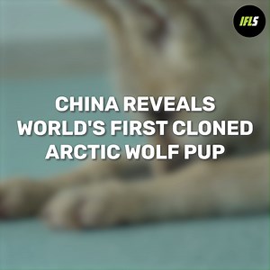 Meet Maya, she's two of a kind. | IFLScience