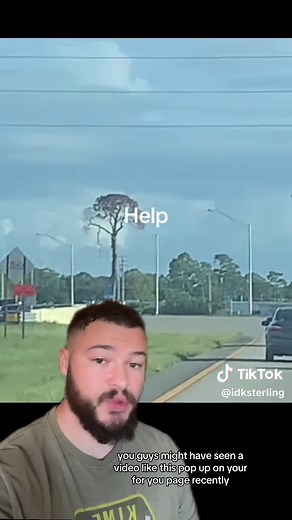 IdkSterling (@idksterling)’s video of lepidodendron tree