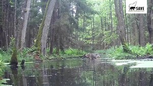 Pair of rare black wolves caught on camera in Polish forest by wildlife researchers