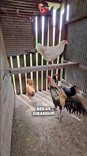 Part 1: Successful Chicken Farming with 3 Breeders