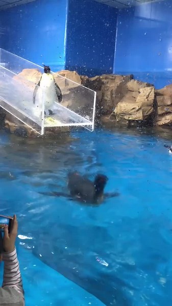 Penguin Goes Slippy: Hilarious Water Antics