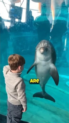 This Dolphin Ability Will Blow Your Mind | Super Sonar Explained