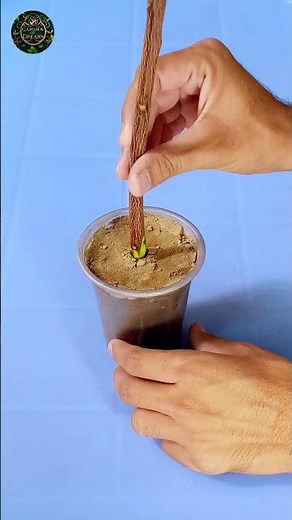 How to Grow Neem Plant from Cutting #shorts #gardening #tips