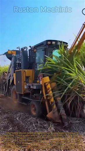 Harvesting Billions of Tons of Sugarcane: The Complete Sugar-Making Process!