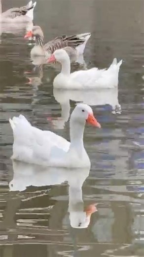 Weiße und graue Gänse schlafen im Wasser in Venlo