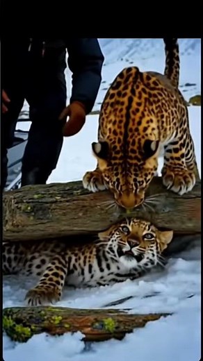 Amur Leopard Asks A Man To Save Its Cub #animals #rescue #wildlife