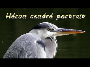 Héron cendré, portrait - cri de mouettes rieuses