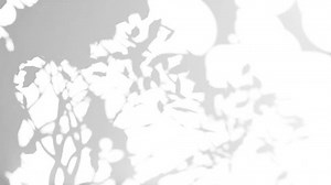 Tree Wind Shadow Overlay 4k Uhd Stock Footage Video (100% Royalty-free) 3526961377 | Shutterstock