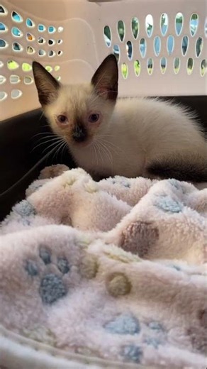 Catching a Siamese Kitten by Hand!