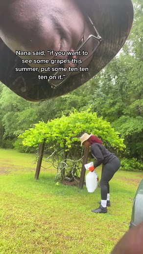Fertilizing the grape vines with Daddy @chizz_tv #muscadinegrapes #bullgrapes #southcarolina #blackfarmers