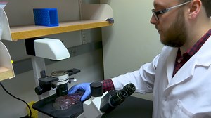 Rescue of Recombinant Zika Virus from a Bacterial Artificial Chromosome cDNA Clone