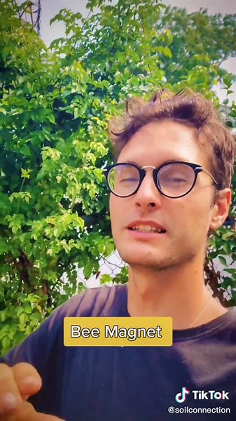 Honeysuckle Privacy Fence Transformation | Fast-Growing & Beautiful