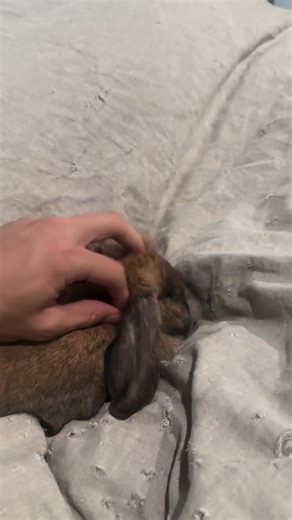 I’m gae. #honeythebunny24 #bunny #rabbitsoftiktok #centralcee #funnyanimals