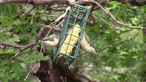 184 reactions · 11 shares | The pygmy nuthatches at our place (NM) sure love them some suet! Lol. | Backyard Birding Paradise | Facebook