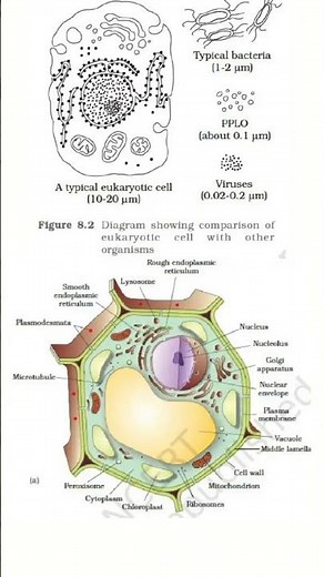 plant cell diagram biology university
